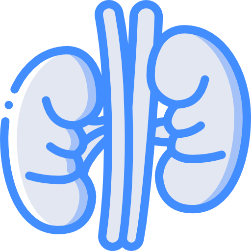 Kidney